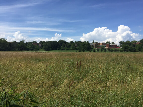 field of grass with trees and a building with blue skies
